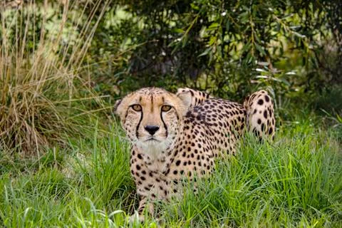 Cheetah. Stock Photos
