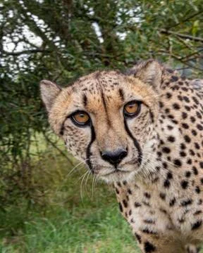 Cheetah. Stock Photos