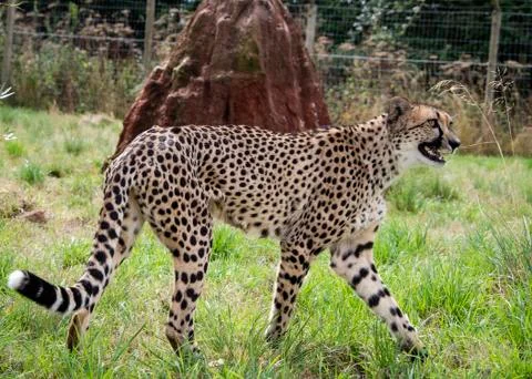 Cheetah. Stock Photos