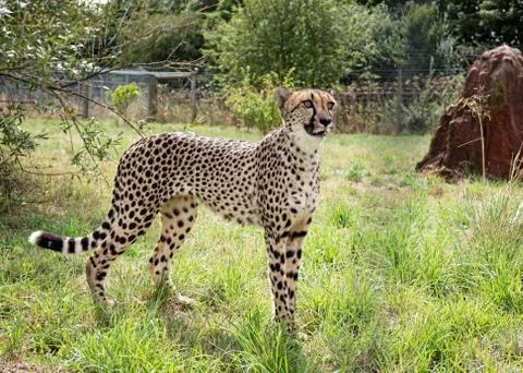 Cheetah. Stock Photos