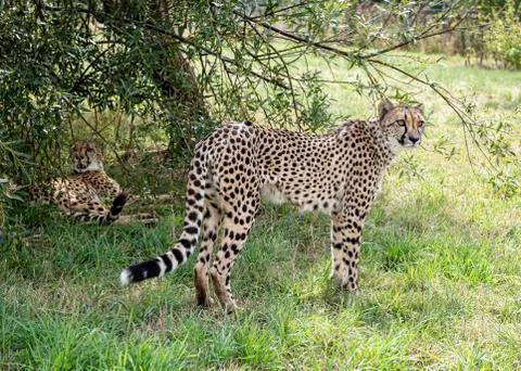 Cheetah. Stock Photos