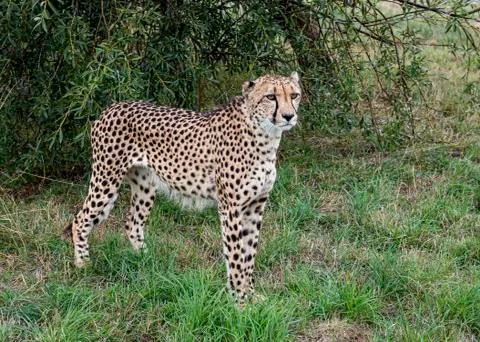 Cheetah. Stock Photos