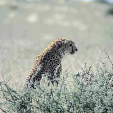 Cheetah Stock Photos