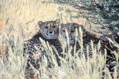 Cheetah Stock Photos