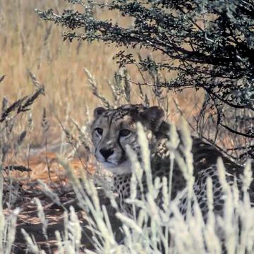 Cheetah Stock Photos