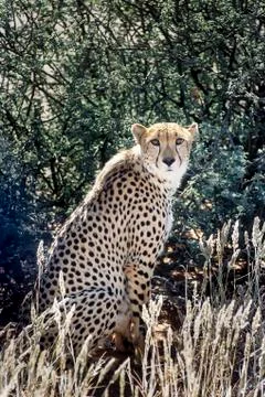 Cheetah Stock Photos