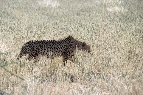 Cheetah Stock Photos