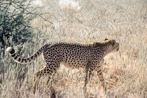 Cheetah Stock Photos