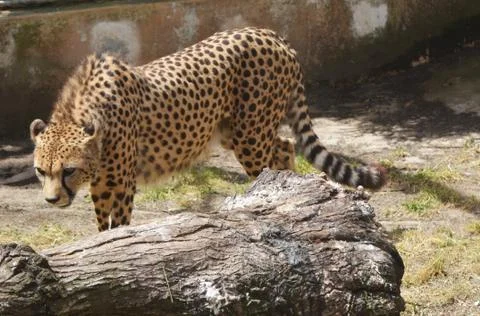 A cheetah Stock Photos