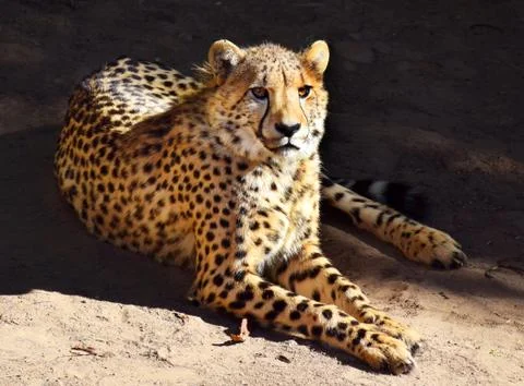 Cheetah Stock Photos