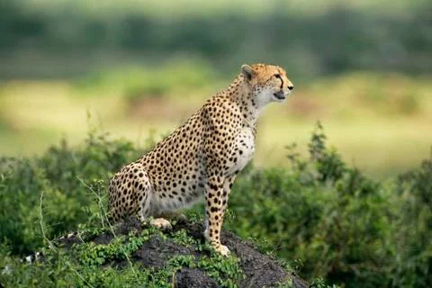 Cheetah Stock Photos