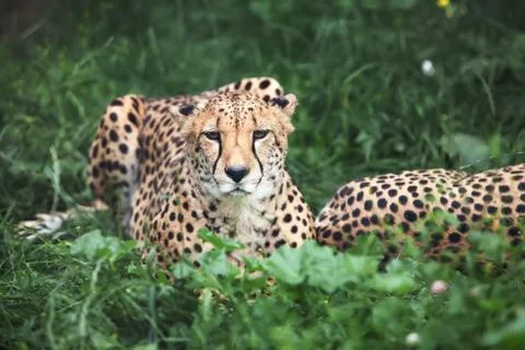 Cheetah Stock Photos