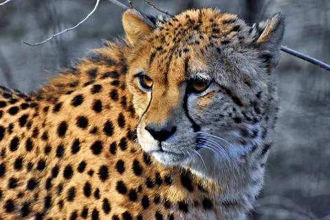 Cheetah Stock Photos