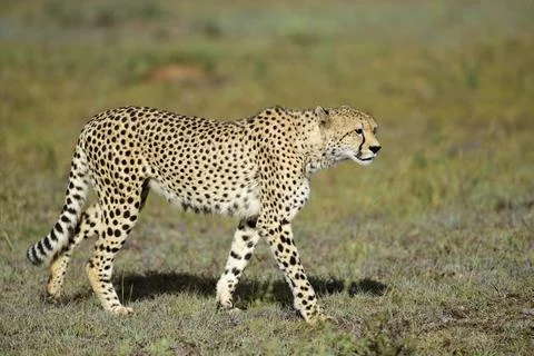 Cheetah Stock Photos