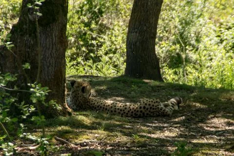 Cheetah Stock Photos