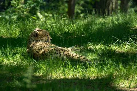 Cheetah Stock Photos
