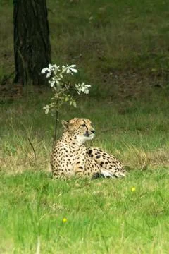 Cheetah Stock Photos