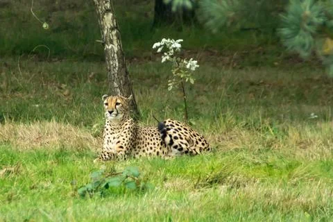 Cheetah Stock Photos