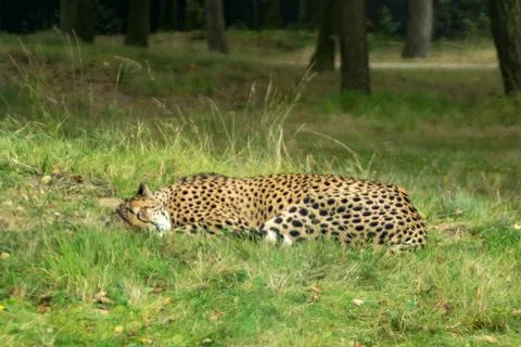 Cheetah Stock Photos