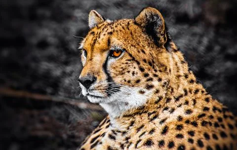 Cheetah Stock Photos