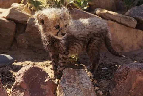 Cheetah Stock Photos