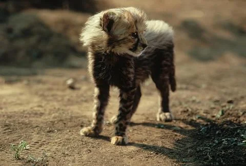 Cheetah Stock Photos