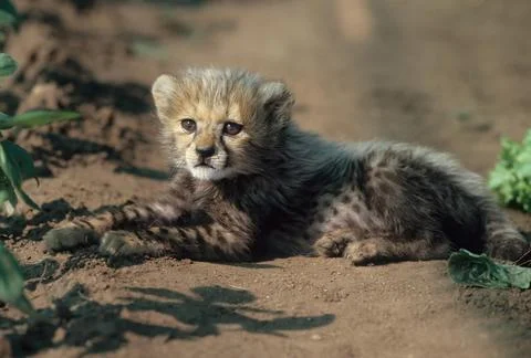 Cheetah Stock Photos