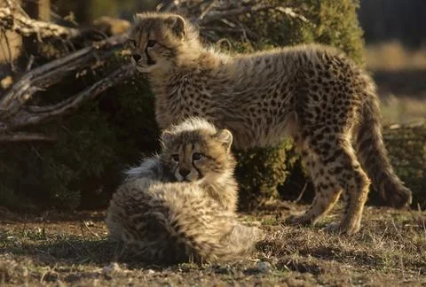 Cheetah Stock Photos