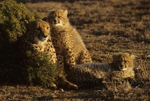 Cheetah Stock Photos