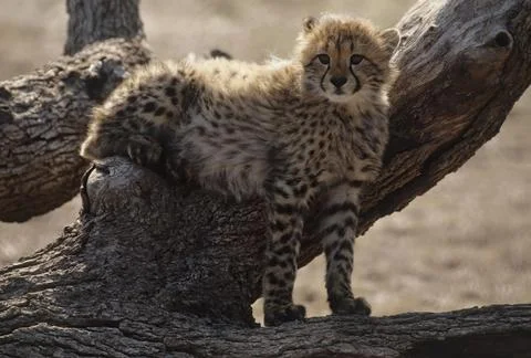 Cheetah Stock Photos