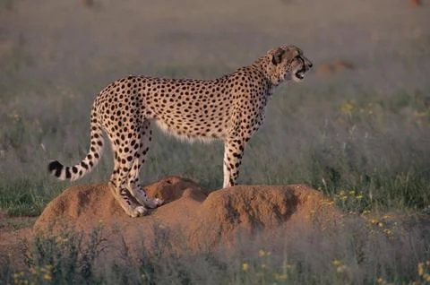 Cheetah Foto stock