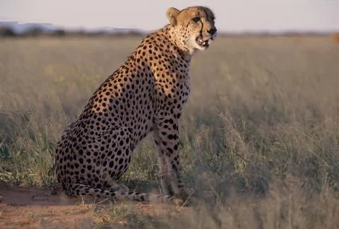 Cheetah Foto stock