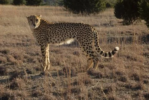 Cheetah Stock Photos