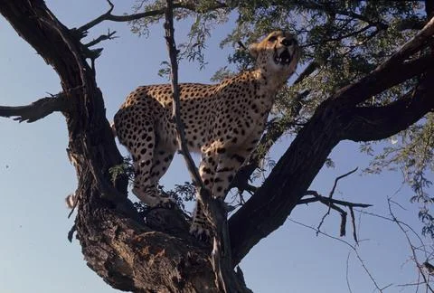 Cheetah Stock Photos