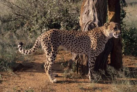 Cheetah Stock Photos
