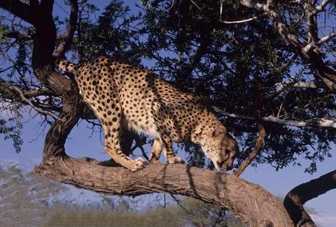 Cheetah Foto stock