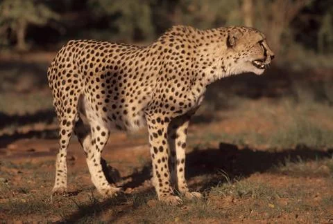 Cheetah Stock Photos