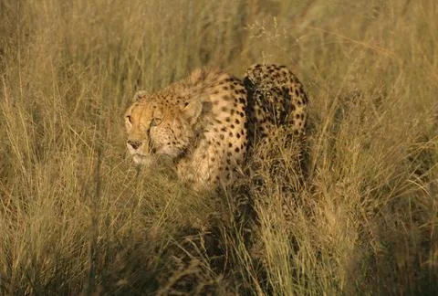 Cheetah Stock Photos