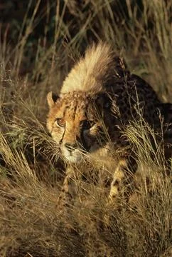 Cheetah Stock Photos