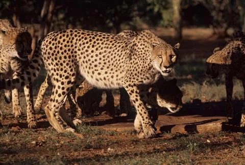 Cheetah Stock Photos