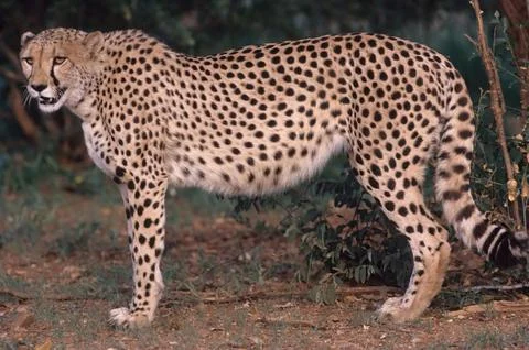 Cheetah Stock Photos