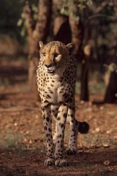 Cheetah Stock Photos