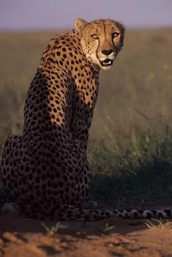 Cheetah Stock Photos