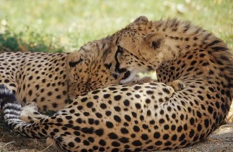 Cheetah Stock Photos
