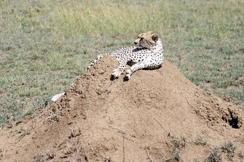 Cheetah Stock Photos