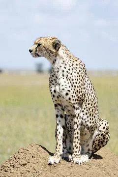 Cheetah Stock Photos