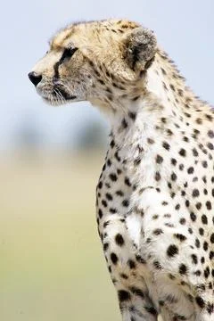 Cheetah Stock Photos