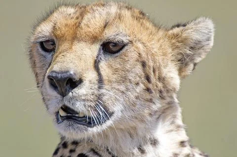 Cheetah Stock Photos