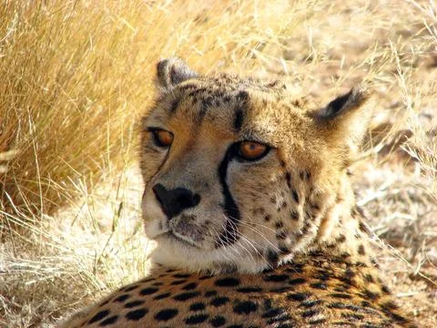 Cheetah Stock Photos