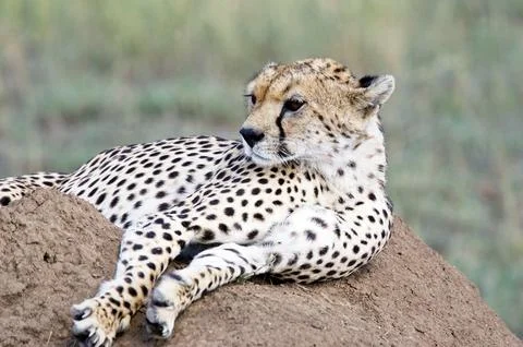Cheetah Stock Photos